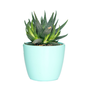 Plants & Planters1