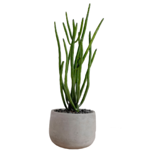 Plants & Planters2