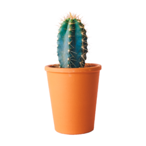 Plants & Planters4