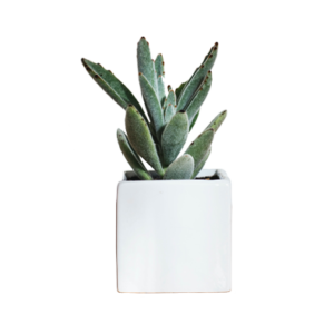 Plants & Planters5